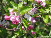 01958 - Afternoon walk at ELM, Crab Apple Blossoms  Peter Rhebergen - Each New Day a Miracle